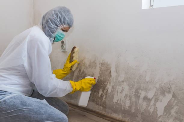 Best Attic Mold Removal  in Summerville, GA
