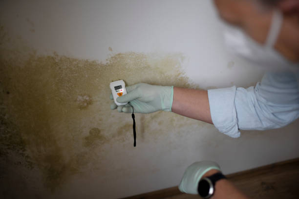 Best Certified Mold Removal  in Summerville, GA