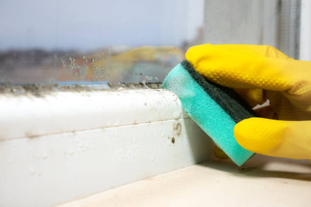 Best Same-Day Mold Removal  in Summerville, GA