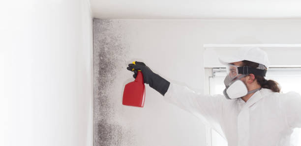 Best Best Mold Removal Companies  in Summerville, GA