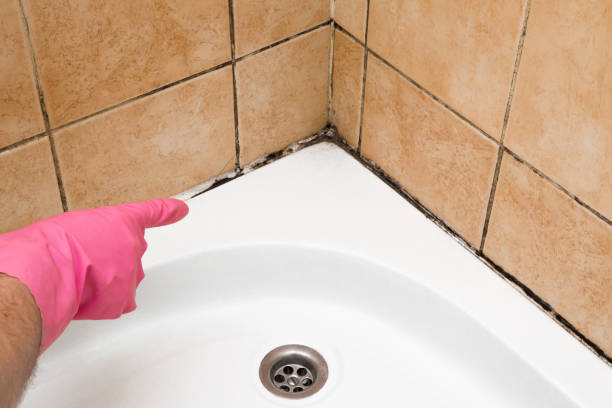 Best Black Mold Removal  in Summerville, GA